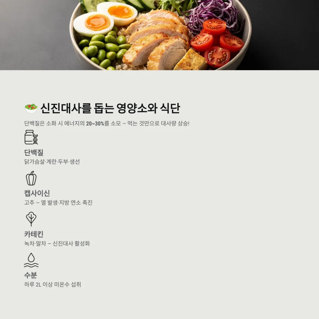 신진대사를 돕는 영양소와 식단